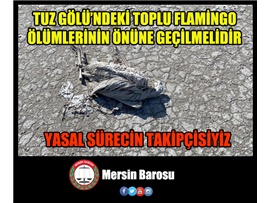 TUZ GÖLÜ’NDEKİ TOPLU FLAMİNGO ÖLÜMLERİNİN ÖNÜNE GEÇİLMELİDİR
