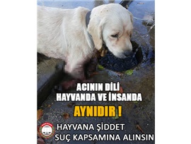 HAYVANA VAHŞETİ KINIYORUZ