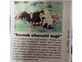 Hayvan Hakları Komisyonu: "Barınaklar alternatif değil"